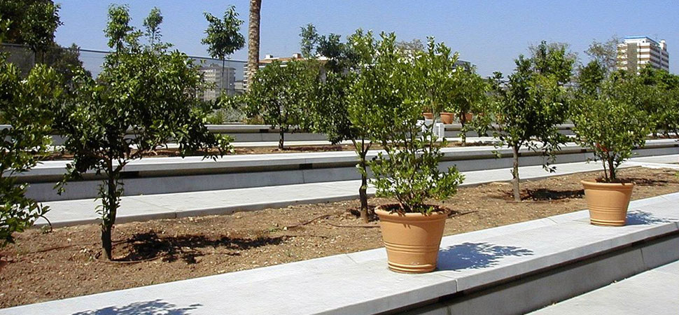 jardín de las hespérides, valencia (11)