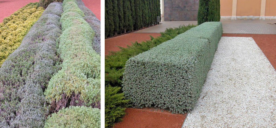 jardín de las hespérides, valencia (12)